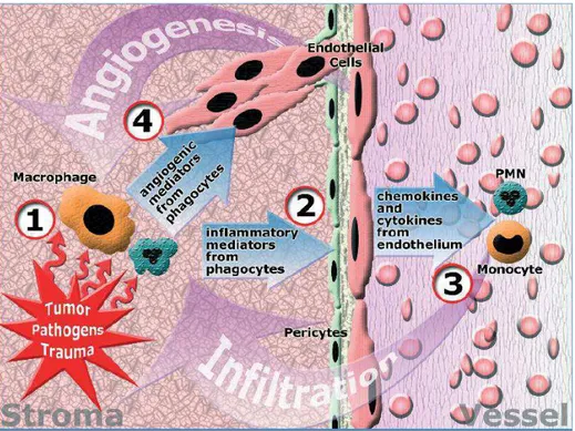Figura 2. Inter-relações entre angiogênese e inflamação. (1) Diferentes estímulos (proliferação de células  tumorais, necrose e apoptose) causam ativação de macrófagos residentes e outros fagócitos causando a  liberação de mediadores pró-inflamatórios