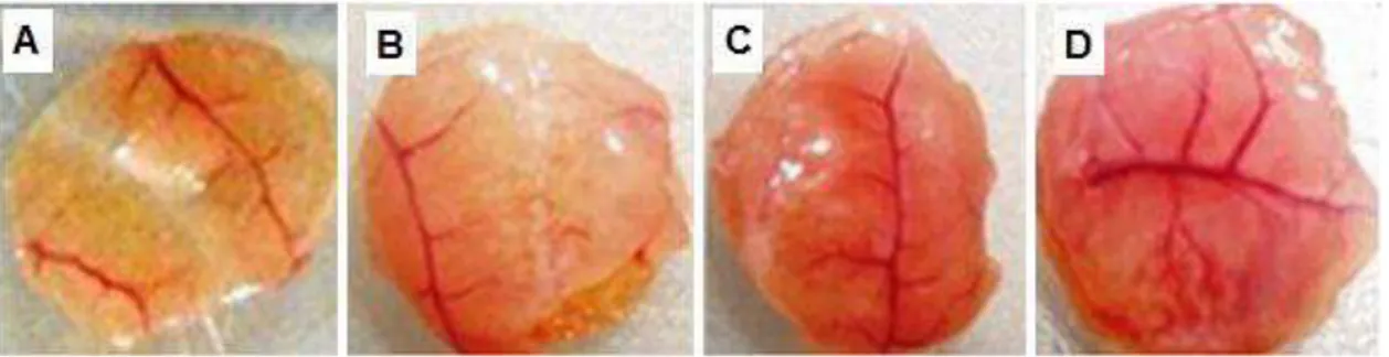 Figura 4. Fotos representativas do tecido muscular abdominal basal e de tecidos musculares/ implante de  esponjas  em  vários  pontos  temporais  pós-implante