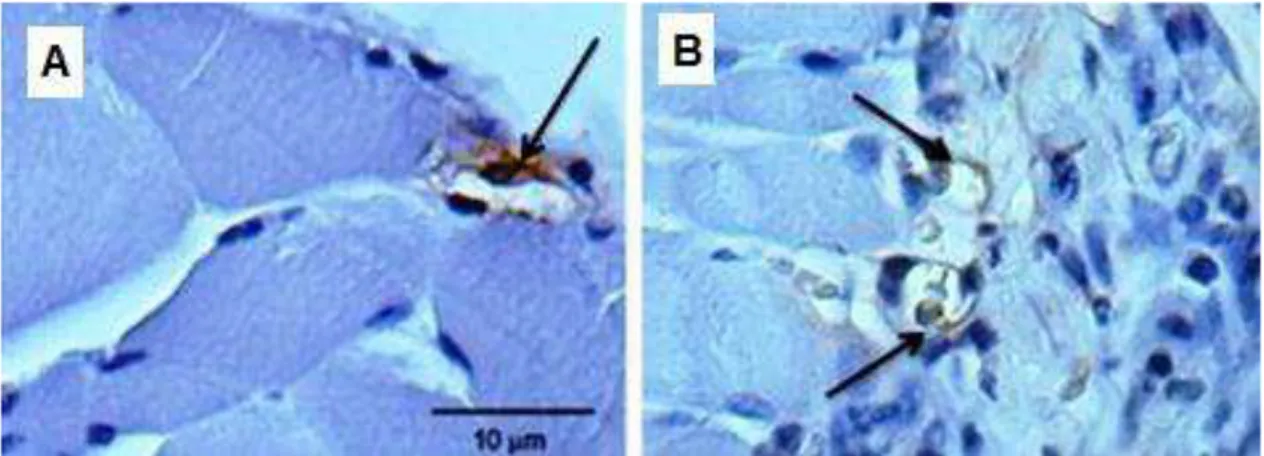 Figura  9.  Secções  histológicas  representativas  da  interface  músculo  esquelético/implante  de  esponjas  coradas  com  o  anticorpo  monoclonal  CD31