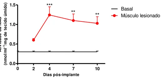 Figura 11. Cinética da atividade da enzima NAG na musculatura abdominal esquelética de camundongos  adjacente  a  implantes  de  esponja  e  musculatura  abdominal  esquelética  de  camundongos  não  implantados  (basal)