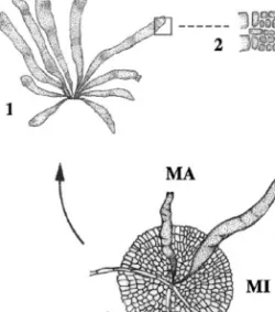 Fig. 2. Diagrammatic illustration of the life history of Azorean E. binghamiae. (1) Macrothallus with plurilocular sporangia