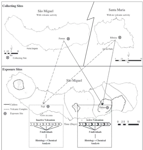Fig. 1. Schematic representation of the experimental design.