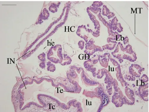 FIGURA 6. Histologia da região da glândula digestiva   não  infectada.  Observar  lóbulos  glandulares  (Lb)  e  lúmen  (lu),  intestino  (IN),  hemocele (HC), manto (MT) tecidos epitelial (Te) e conjuntivo, hemócitos (he)