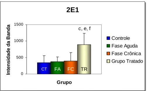 FIGURA  5  -  Expressão  dos  níveis  de  CYP2E1  no  sistema 