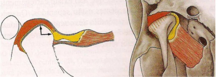 Fig. 9. Disco articular.  Fonte: DAWSON, 2008. 