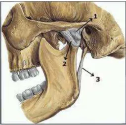 Fig. 11. Ligamento temporomandibular (2), cápsula articular (1) e ligamento estilomandibular