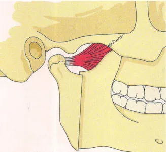 Fig. 42. Osteotomia vertical dos ramos mandibulares.  Fonte: GABRIELLI, ARAÚJO e MEDEIROS, 2007