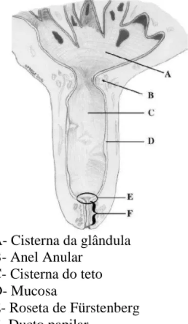 Figura  1.  Esquema  da  anatomia  do  teto  Adaptado de Couture e Mulon (2005). 