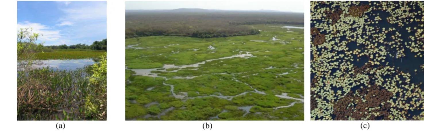 Figure 2.   Wetlands configuration of the Pandeiros Wildlife Sanctuary: (a) a close range view of a succession of scrub, pond  and macrophytes, (b) braided streams surrounded by wet meadows, (c) low altitude view of Nymphaeaceae (water  lily), Salvineaceae