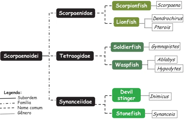 Figura 1:  Representação esquemática dos principais peixes Scorpaeniformes. 