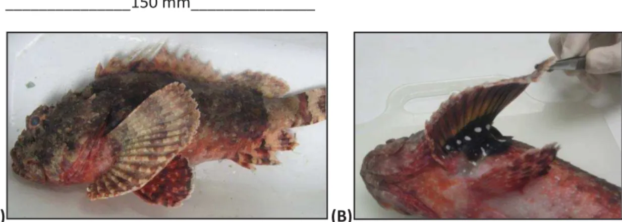 Figura 3: Fotos do peixe-escorpião S. plumieri. (A) Foto de um espécime de peixe-