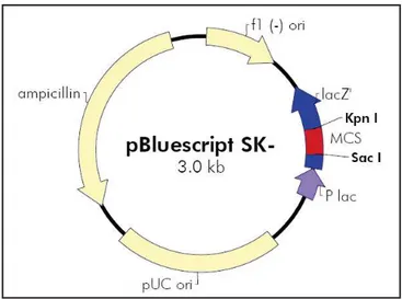 Figura 6: Mapa circular do fagemídeo pBluescript SK (-). A sequência completa e a lista dos 