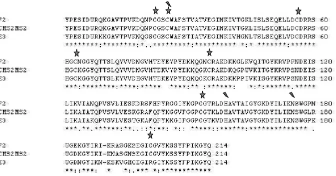 Figura 12: Alinhamento das sequências de aminoácidos obtidas dos clones F2 e E3 com a protease 
