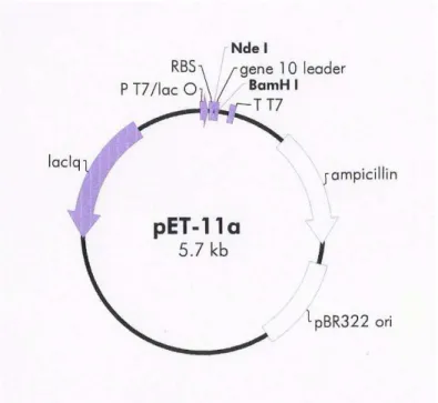 Figura 2 - Esquema do mapa do plasmídeo pET-11a.