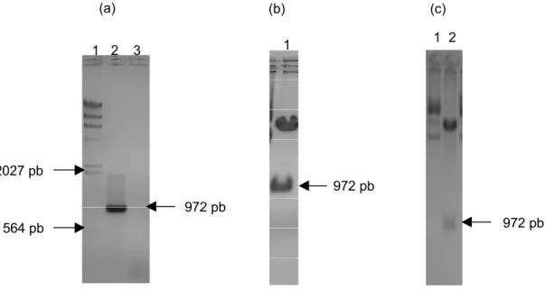 Figura 3 – Clonagem e expressão do gene etx de Clostridium perfringens tipo D.2027 pb564 pb972 pb1   2    31972 pb1  2 972 pb(a)(b)(c)