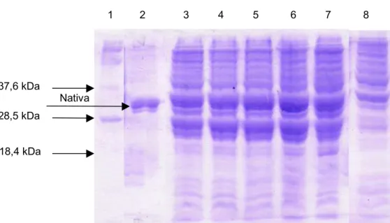Figura 6 – Expressão do gene etx de Clostridium perfringens tipo D no sistema pET 11a em relação ao tempo de indução.