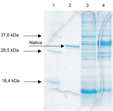 Figura 8 – Expressão do gene etx de Clostridium perfringens tipo D no sistema pET 11a a 20°C, antes e após a indução.