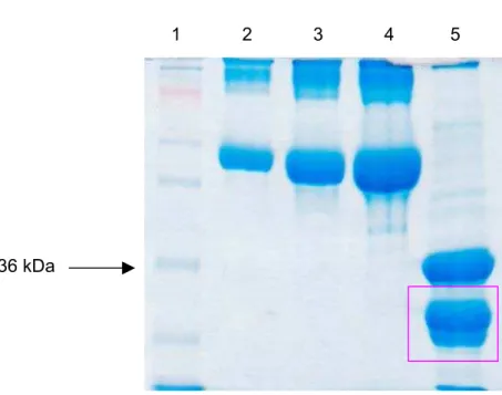 Figura 10 – Estimativa da dosagem da toxina épsilon recombinante. Hunter  et al. (1992) conseguiram uma