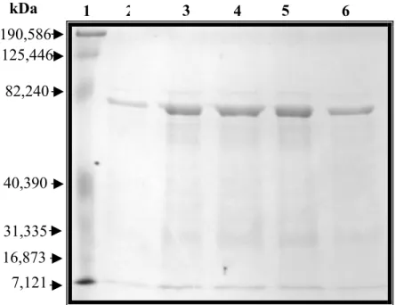 Figura  9:  Gel  de  SDS-PAGE  10%  corado  por  azul  de  Comassie,  com  os  perfis  resultantes  de  várias  purificações  da  proteína  recombinante  GST/pb40r