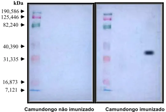 Figura  12:  Ensaio  de  Western  Blot  confirmando  a  presença  da  proteína  pb40r