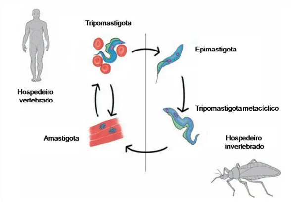 Figura 2: Ciclo de vida esquemático do parasito T. cruzi. Extraído e adaptado de Atwood e colaboradores,  2005