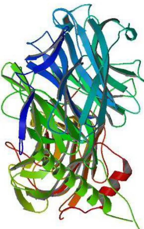 Figura 6: Trans-Sialidase de Trypanosoma cruzi. Estrutura tridimensional resolvida por cristalografia de  raios-X por Buschiazzo e colaboradores, 2002