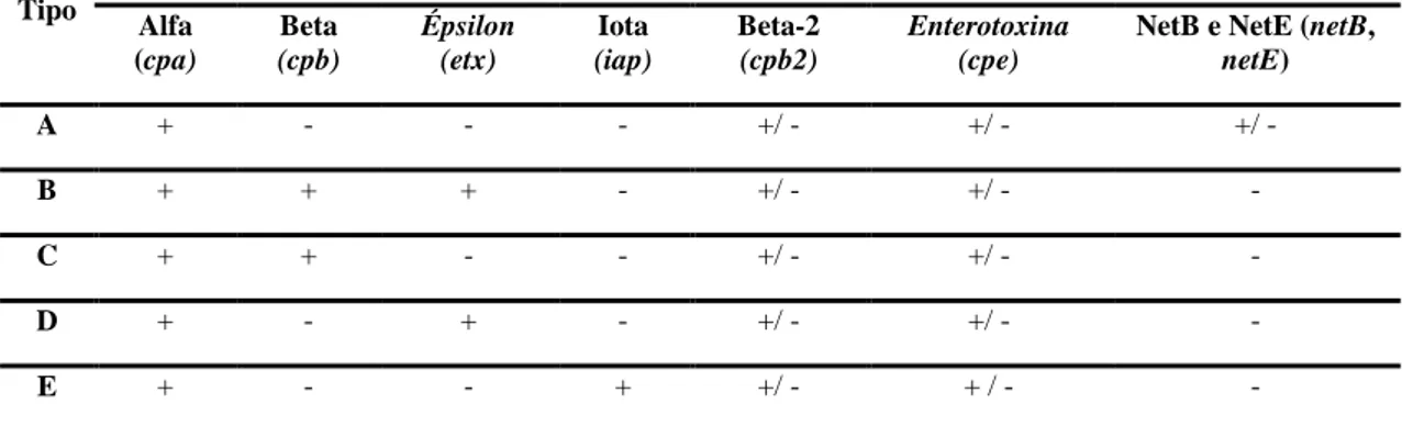 Tabela 1: Genotipagem de Clostridium perfringens de acordo com a produção das quatro toxinas principais (alfa, beta,  épsilon e iota) e presença de quatro fatores de virulência adicionais (toxinas Beta-2, NetB, NetE e enterotoxina) 