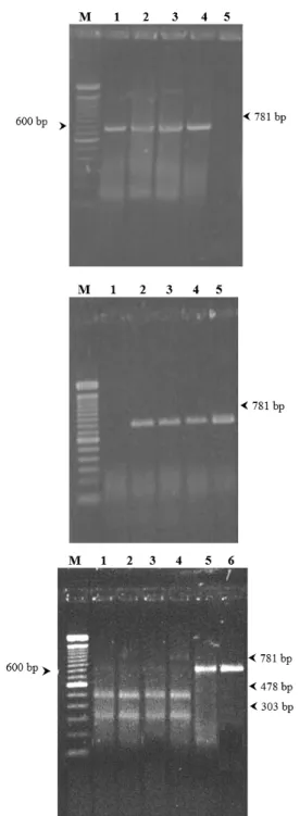 Figura 2. Teste PCR-RFLP para detecção e diferenciação do herpes- herpes-vírus bovino -1 e-5