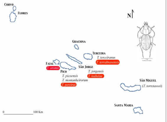 Figure 3. Updated distribution of the genus Trechus in the Azores. Red labels indicate  species new to science, and parentheses indicate  unconfirmed occurrences