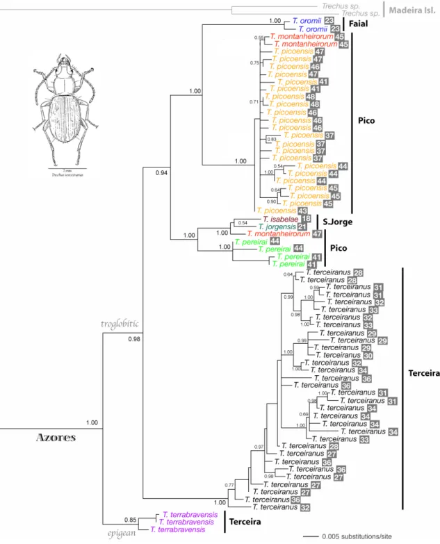 Figure 11. Mitochondrial DNA phylogenetic reconstructions of Trechus species  endemic to the Azores: Bayesian Inference tree