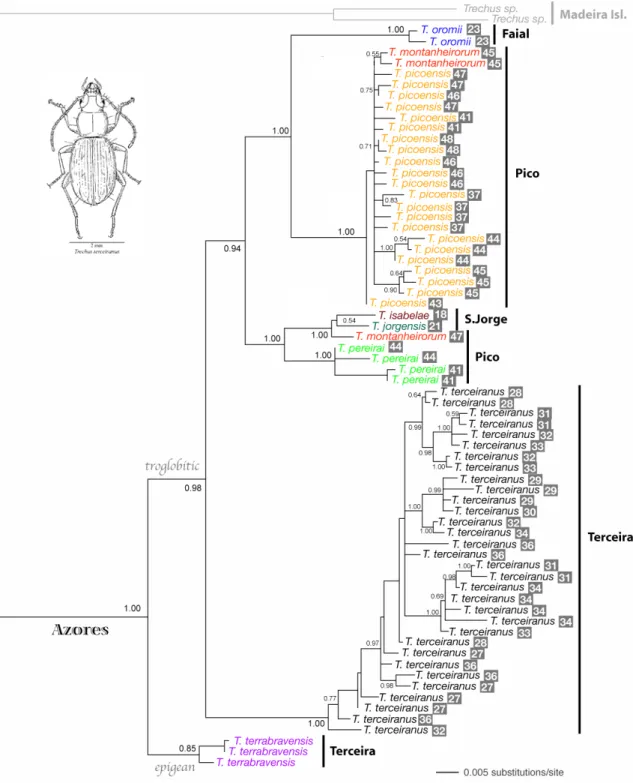 Figure 11. Mitochondrial DNA phylogenetic reconstructions of Trechus species  endemic to the Azores: Bayesian Inference tree