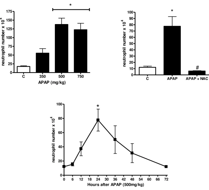 Gráfico  3  –  APAP  leva  ao  acúmulo  de  neutrófilos  no  parênquima  hepático  de  forma  dose-  e  tempo- tempo-dependente, fenômeno que é prevenido com o pré-tratamento com NAC