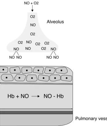 Figure 8 Inhaled NO and its binding to hemoglobin. Hb, hemoglobin; NO, nitricoxide.