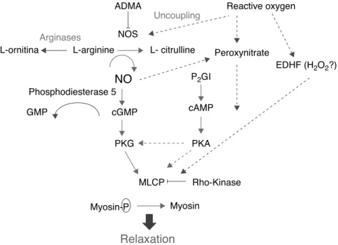 Fig. 1 shows the complexity of the cascade respon- respon-sible for pulmonary vasodilation that depends on NO (cyclic GMP) and prostacyclin (cyclic AMP)