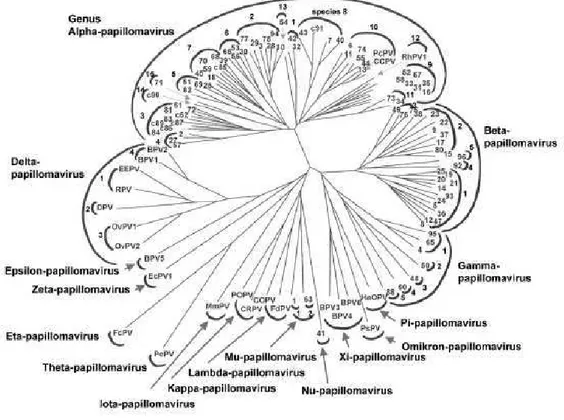 Figura 2: Árvore filogenética mostrando os tipos de PV identificados até 2004.  Fonte: de VILLIERS et al, 2004