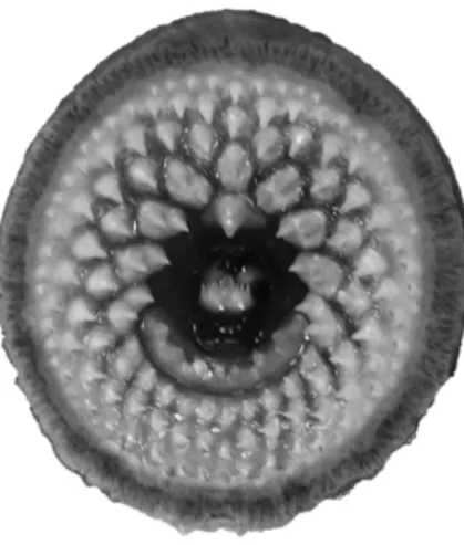 Figure 1 – Detail of the oral disk of Petromyzon marinus 