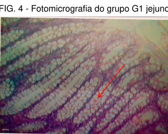 FIG. 4 - Fotomicrografia do grupo G1 jejuno 