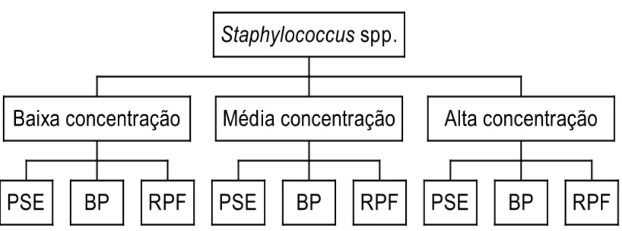 Figura 4. Esquema de inoculação e plaqueamento de culturas puras de Staphylococcus spp.