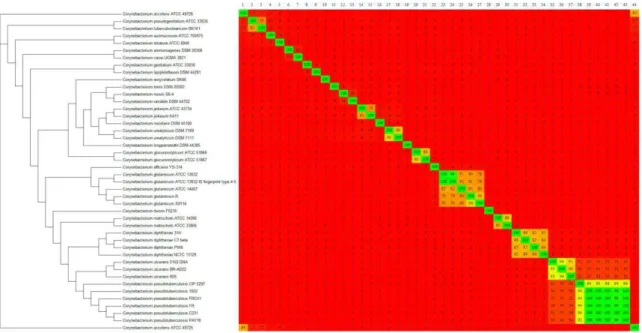 Fig.  6:  Phylogenomic  tree  and  heatmap  analyses  of  the  Corynebacterium  genus