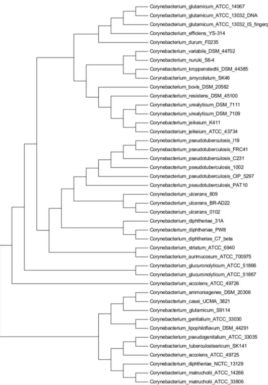 Fig.  7:  Phylogenetic  tree  based  on  16S  rRNA.  The  construction  was  obtained  by  the  Maximum 