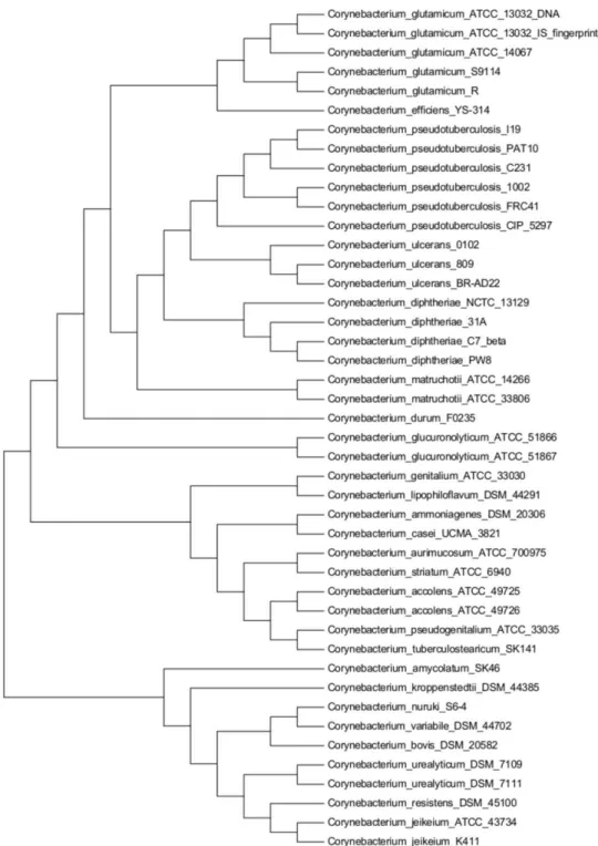 Fig.  9:  Phylogenetic  tree  based  on  5  conserved  proteins.  The  construction  was  obtained  by  the 