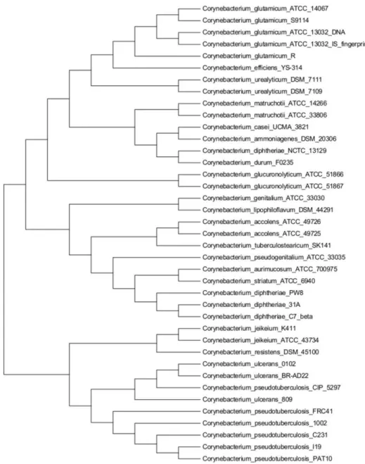 Fig.  10:  Phylogenetic  tree  based  on  porin  genes.  The  construction  was  obtained  by  the 