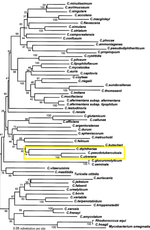 Figure  1.  Phylogenetic  tree  based  on  rpoB  gene  representing  the  genetic  relationships  of  Corynebacterium 