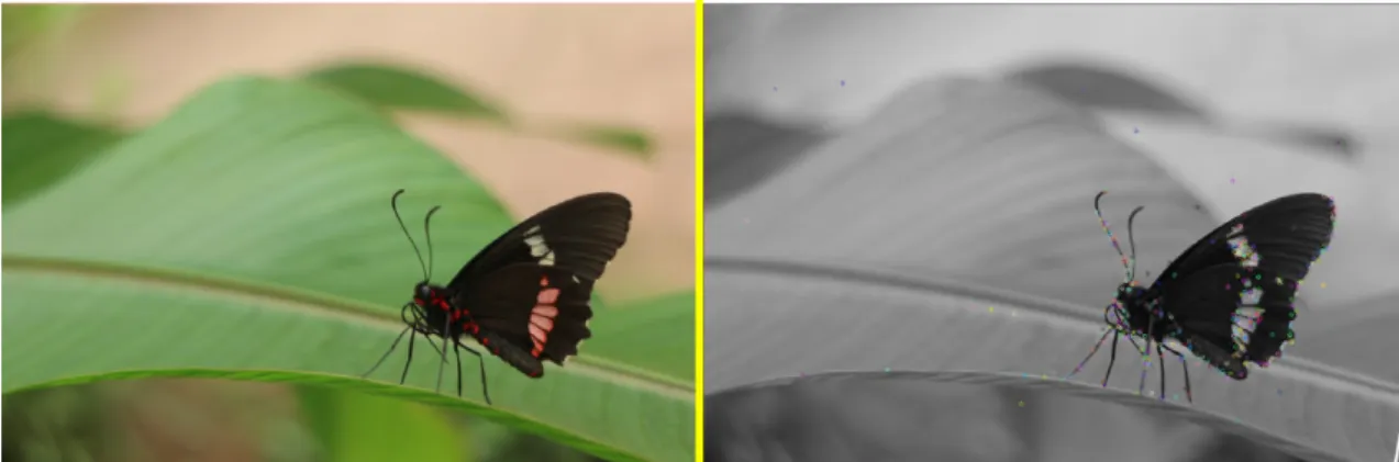 Figure 2.6: Keypoint detection results (right) based on the original image (left).