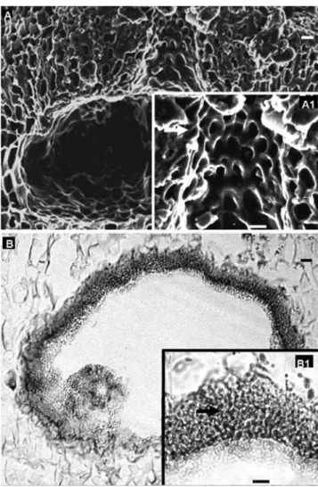 Figure 4. Lithophyllum crouanii, vegetative morphology and vegetative/reproductive  anatomy  (longitudinal  sections:  B,  C  &amp;
