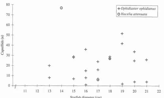 Fig.  1.  Relationship between  starfish size and number of  associated caprellids. 
