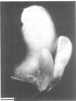 Fig.  1.  Group  of  Heteralepas microstoma,  from  the  Princess Alice Bank. Scale bar  10 mm