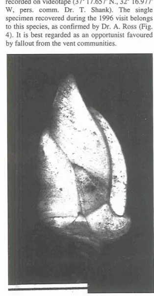 Fig. 4. Arcoscalpellum michelottianum collected from  sulphide rock at Lucky Strike. Scale bar  10  mm
