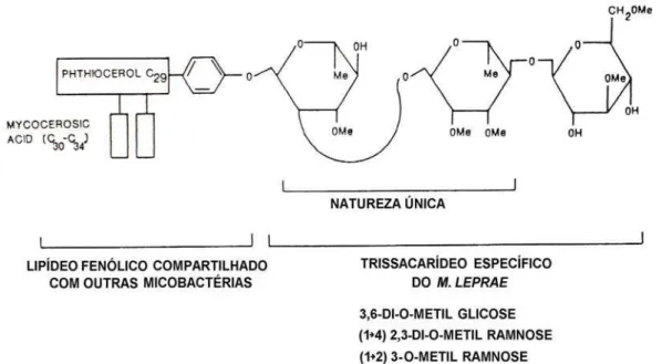 FIGURA 3 – Estrutura química do trissacarídeo do  M. leprae  ligado ao lipídeo fenólico  Fonte: BRYCESON; PFALTZGRAFF, 1990, p