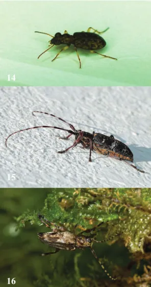 Fig. 14  (above) The ground-beetle Asaphidion flavipes  (Photo: Nuno Bicudo da Ponte);  Fig